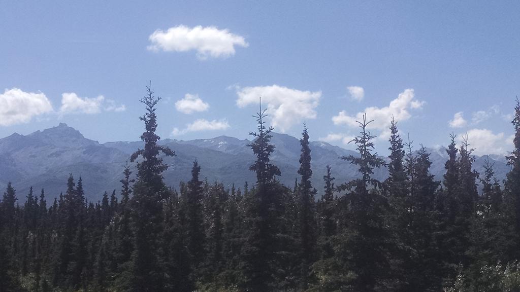 Denali'S Alaskan Spruce Cabins Healy Eksteriør bilde