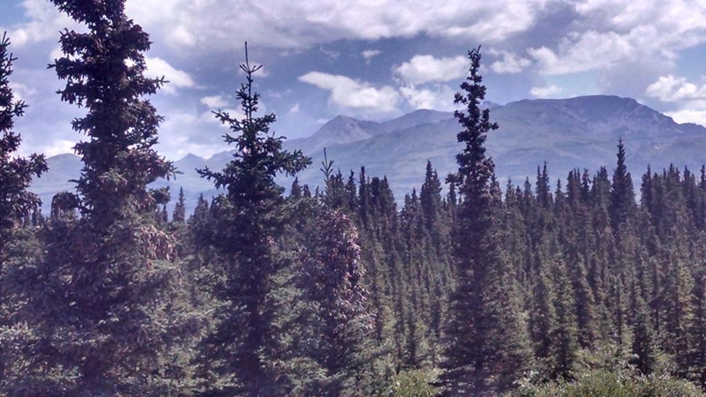 Denali'S Alaskan Spruce Cabins Healy Eksteriør bilde